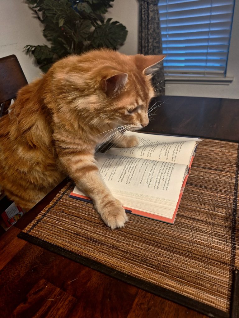 An orange cat reads a book
