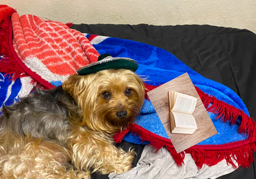 A dog wearing a tiny sombrero lays next to the superimposed image of a book