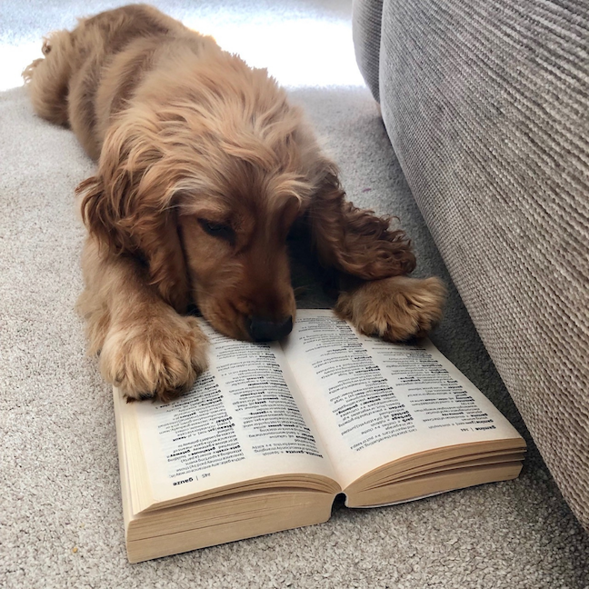 A brown dog reads a dictionary